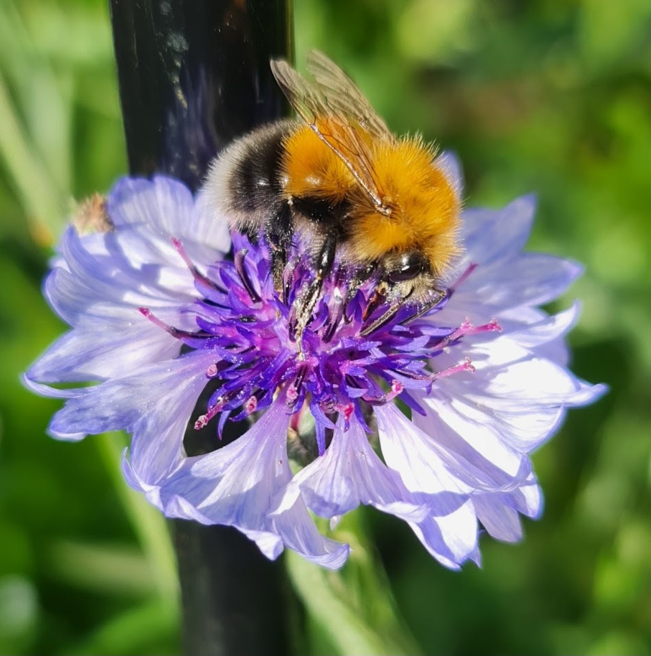 A bumblebee on a blue flower.