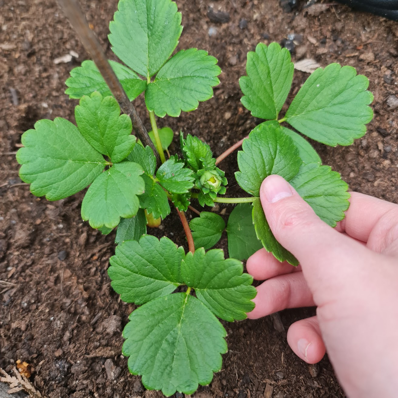 A hand holding a leaf of a strawberry plant growing on the ground.