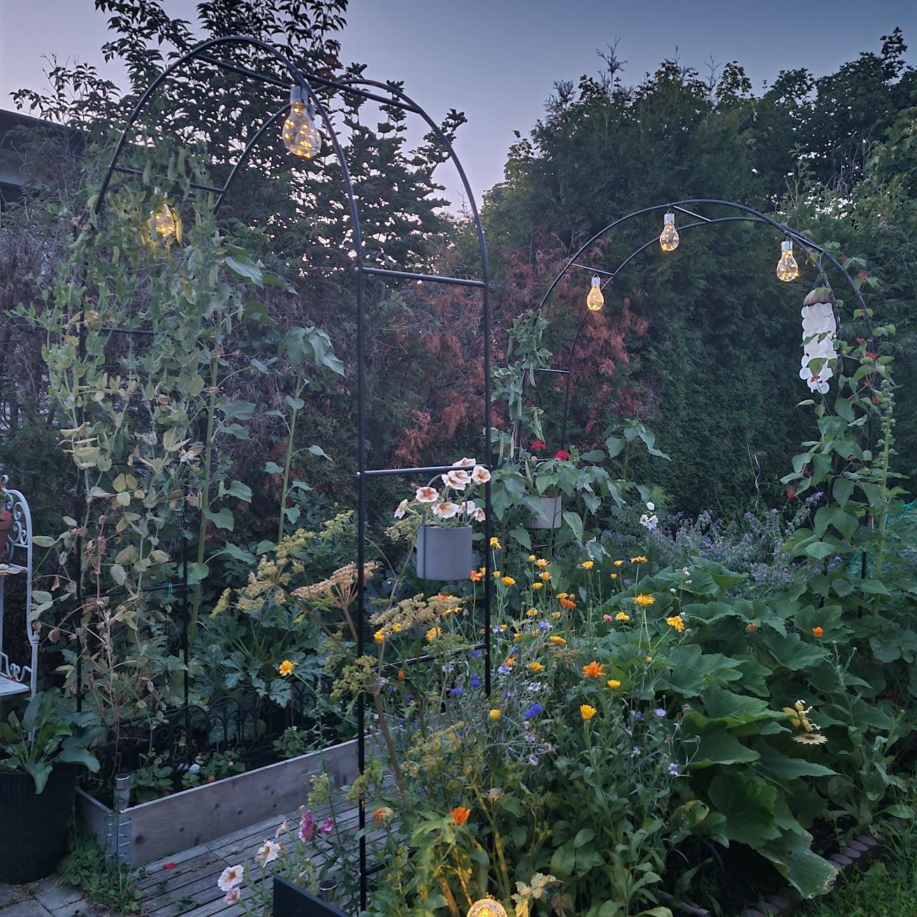 A lush, green garden from a distance. The garden has two arches on which plants are growing.