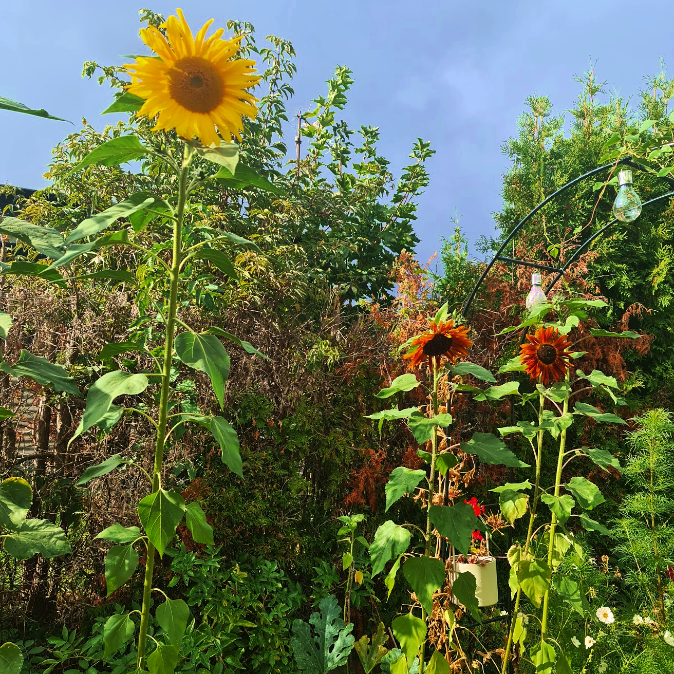 A tall yellow sunflower before a blue sky. On the right side of the image are two smaller red sunflowers.