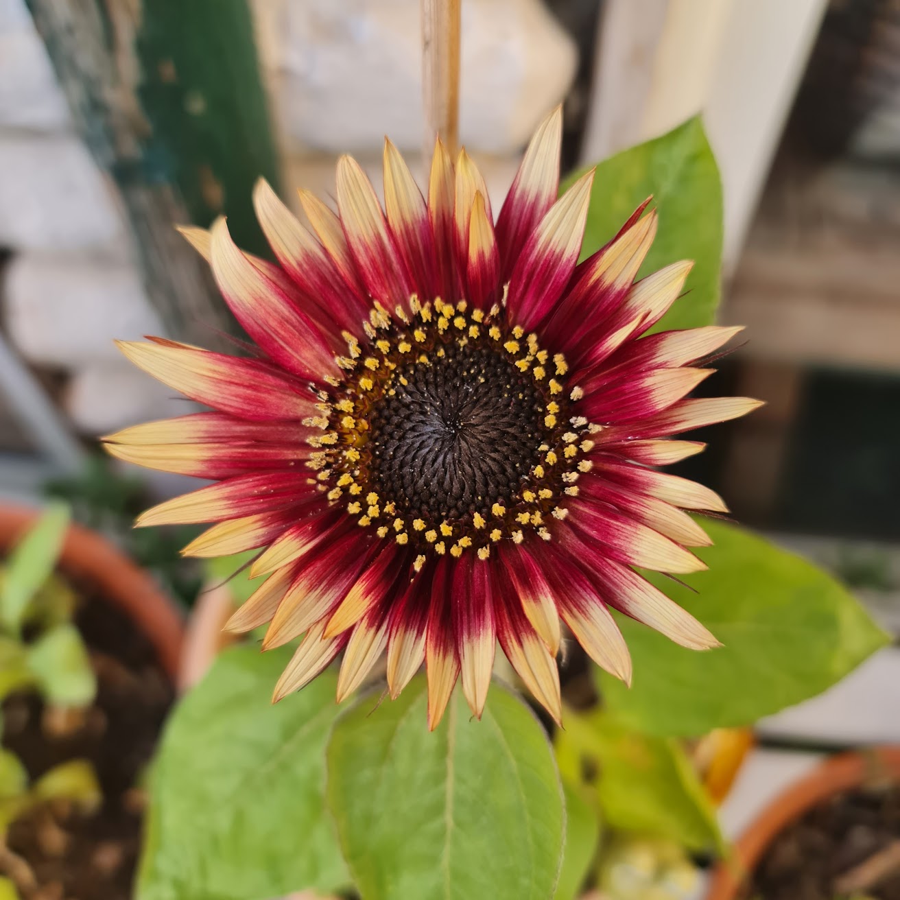 A red and purple sunflower with yellow, creamy tips.