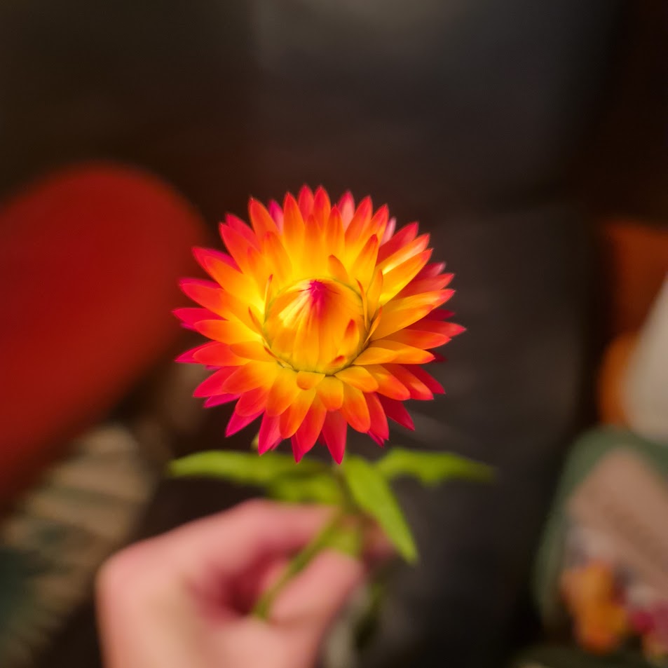 A star-shaped yellow flower with red tips.