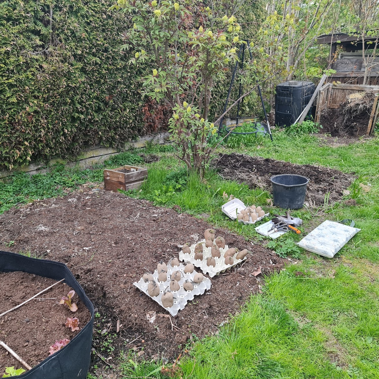 Two growing beds on a lawn. On the ground are trays filled with potatoes, a mat, a bucket and a gardening shovel.