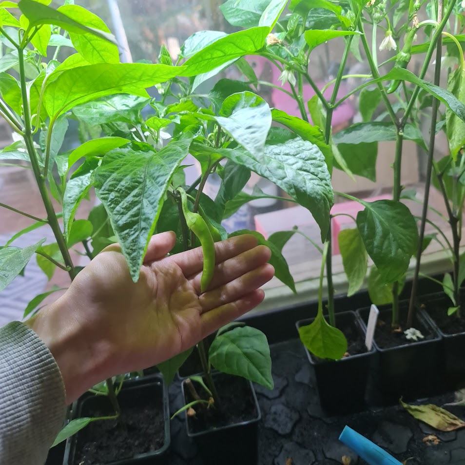 A hand holding a small pepper fruit growing from a pepper plant.