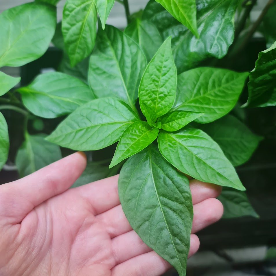 A hand holding bright, green leaves.