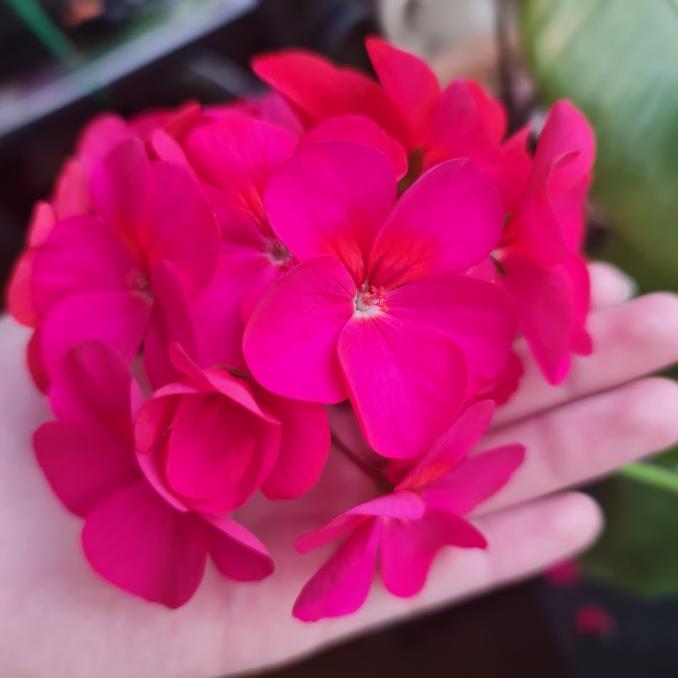 Bunches of several bright pink flowers.