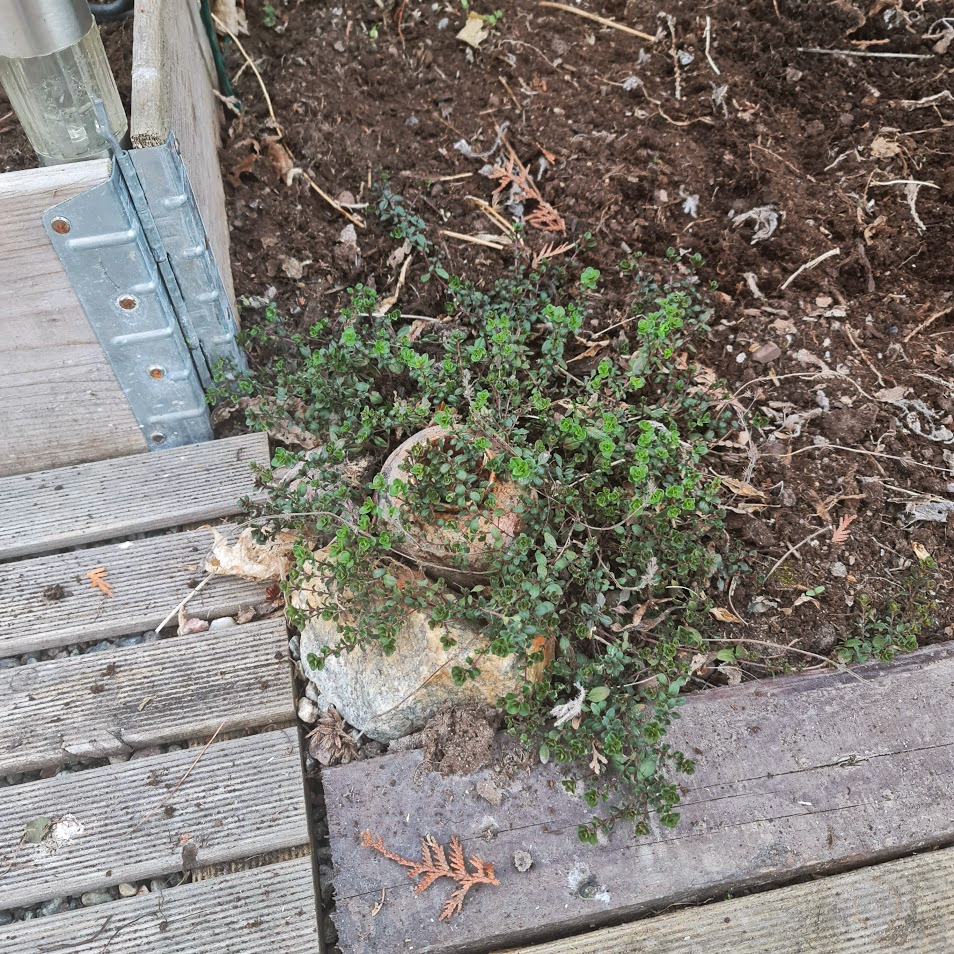 A plant on the ground.