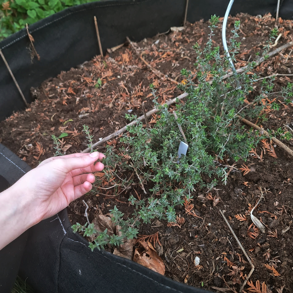 A hand holding a twig of a large thyme plant.
