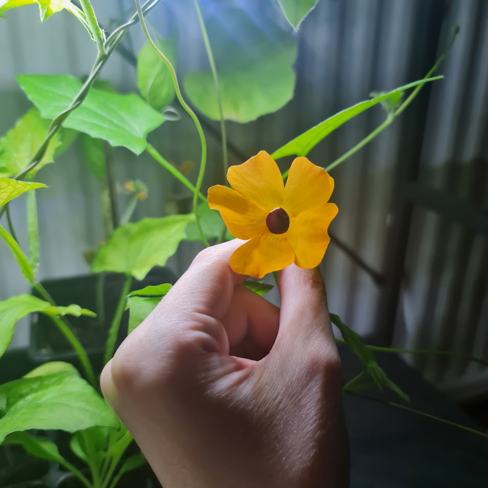 An orange flower with a black center.