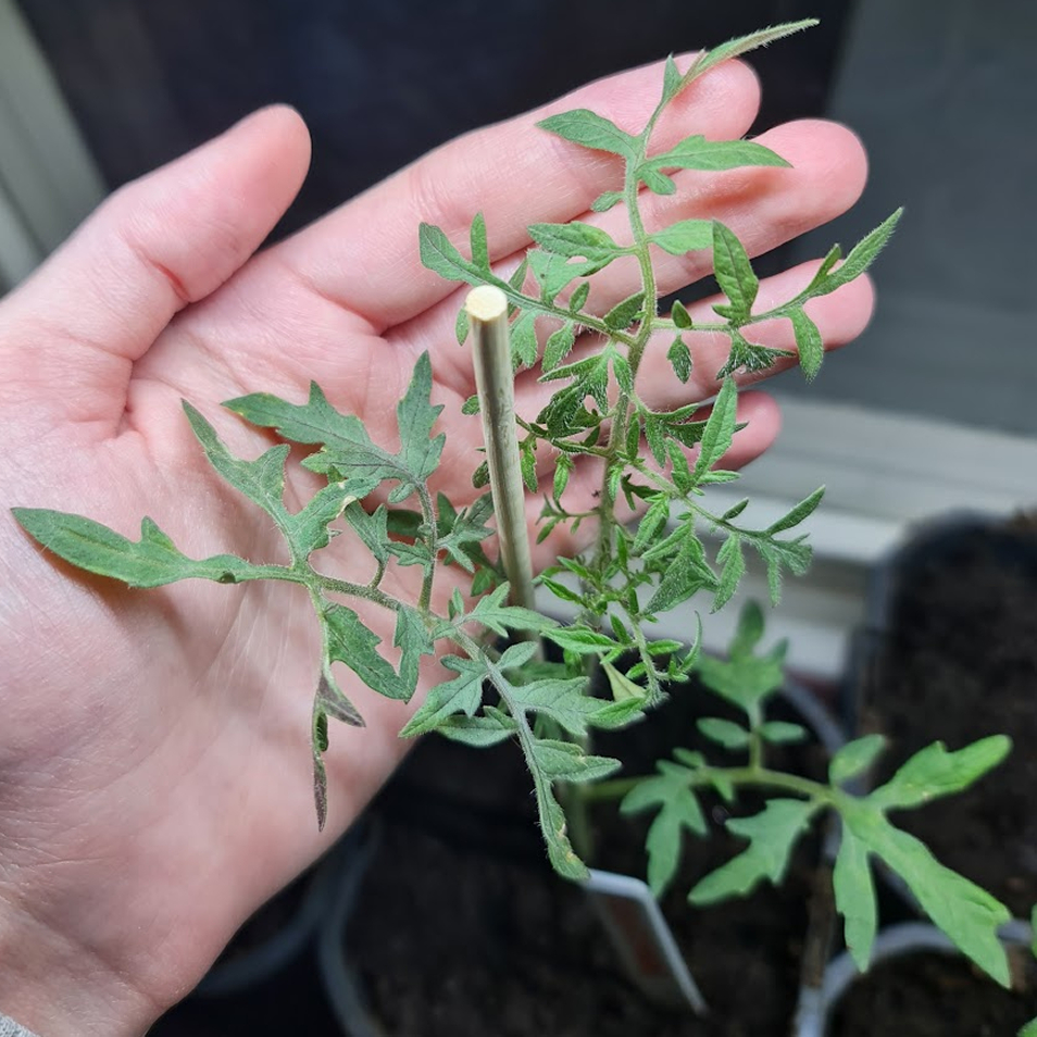 A young tomato plant with thin, pointy leaves.