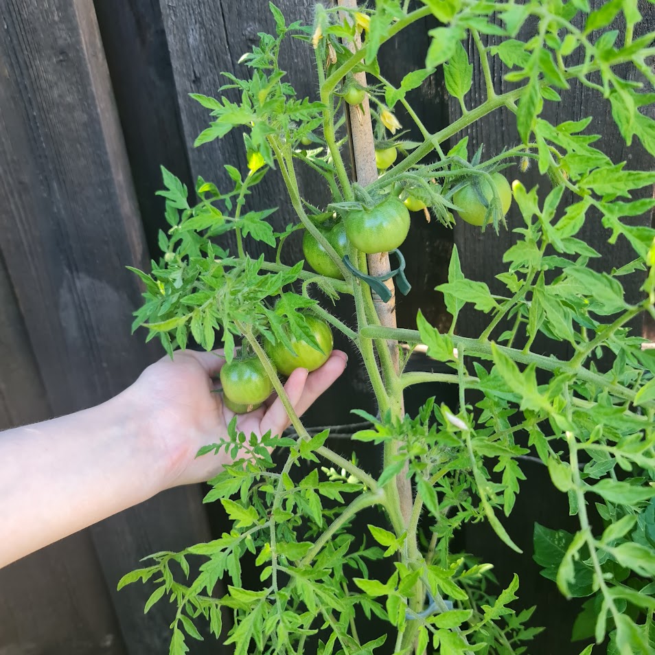 A tall tomato plant with bushy leaves.