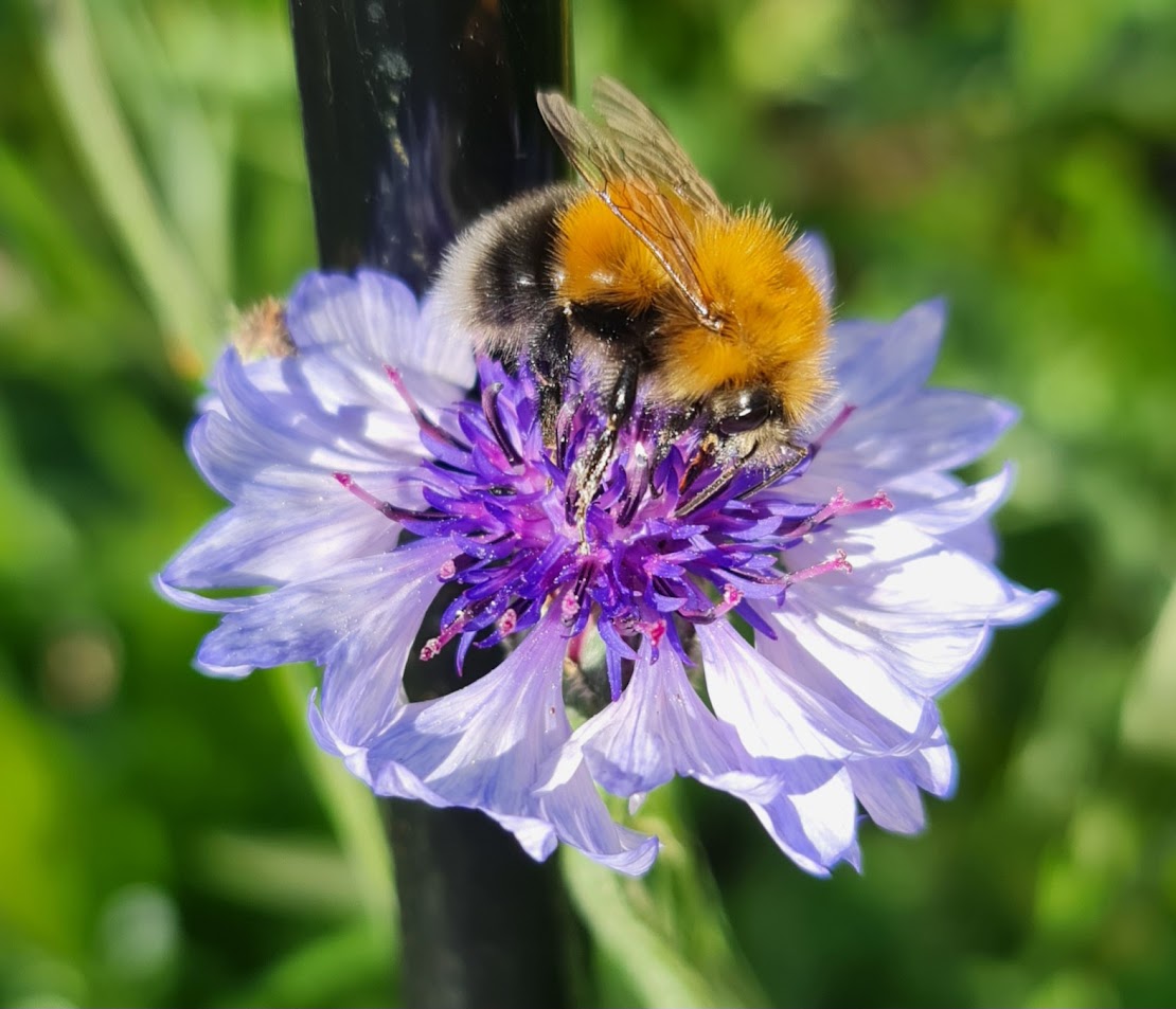 bees