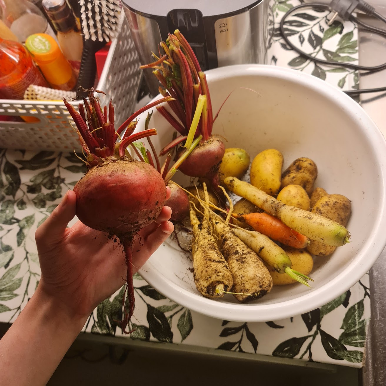 A hand holding a beetroot. Behind the hand is a bowl of parsnips, carrots and potatoes.