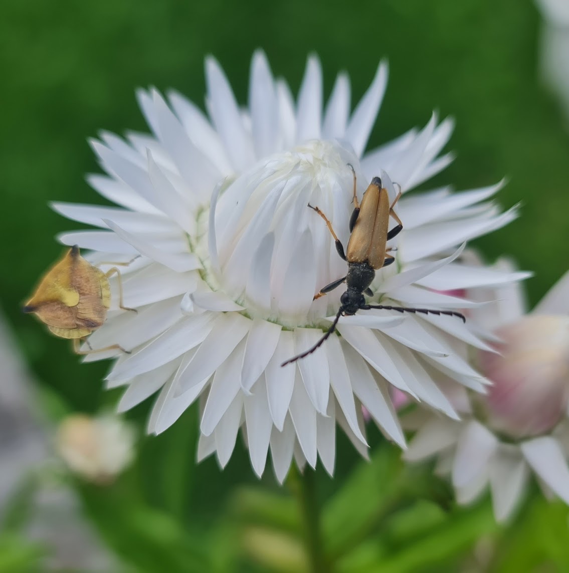 A beetle sitting in the center of a white flower together with a stinkbug.