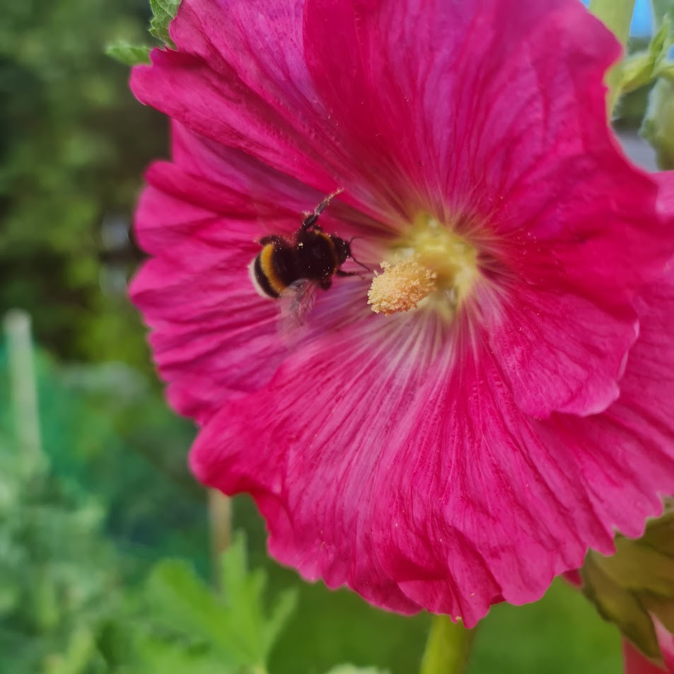 A bumblebee on a bright pink flower.